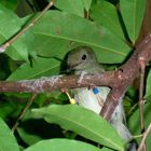 Grüner Vogel (?)