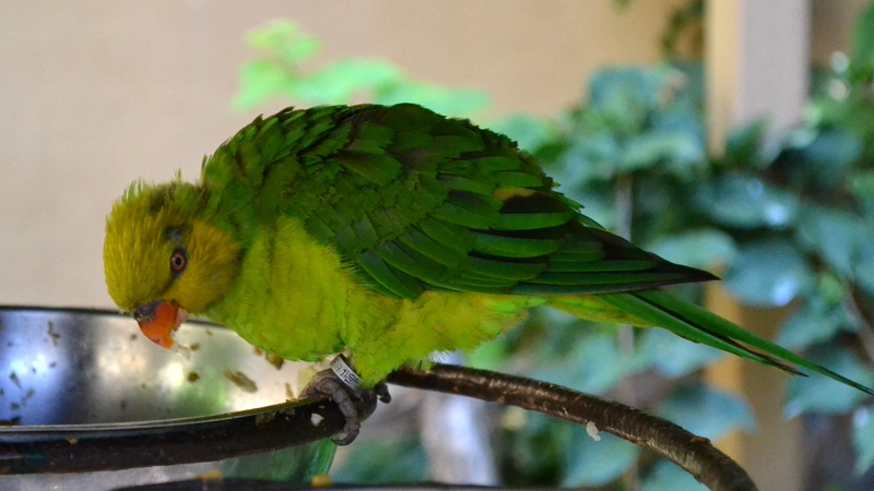 grüner Vogel