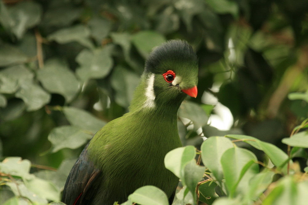 Grüner Vogel in der Freilufthalle im Tierpark Berlin