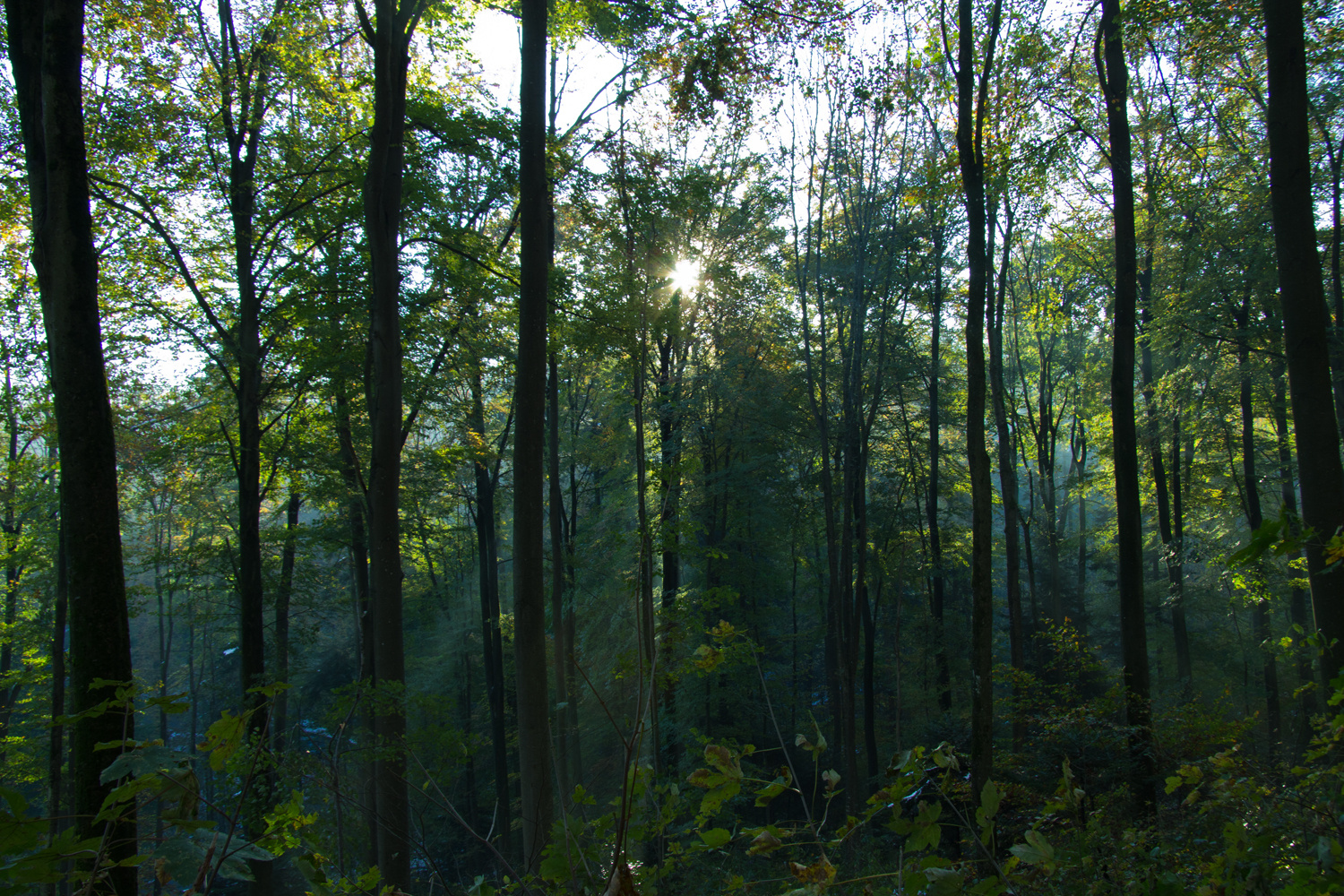 grüner wald