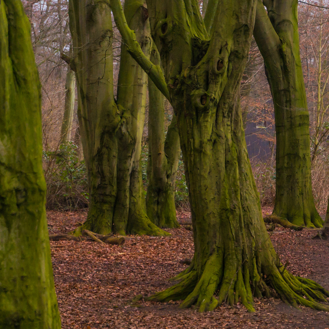 grüner Wald