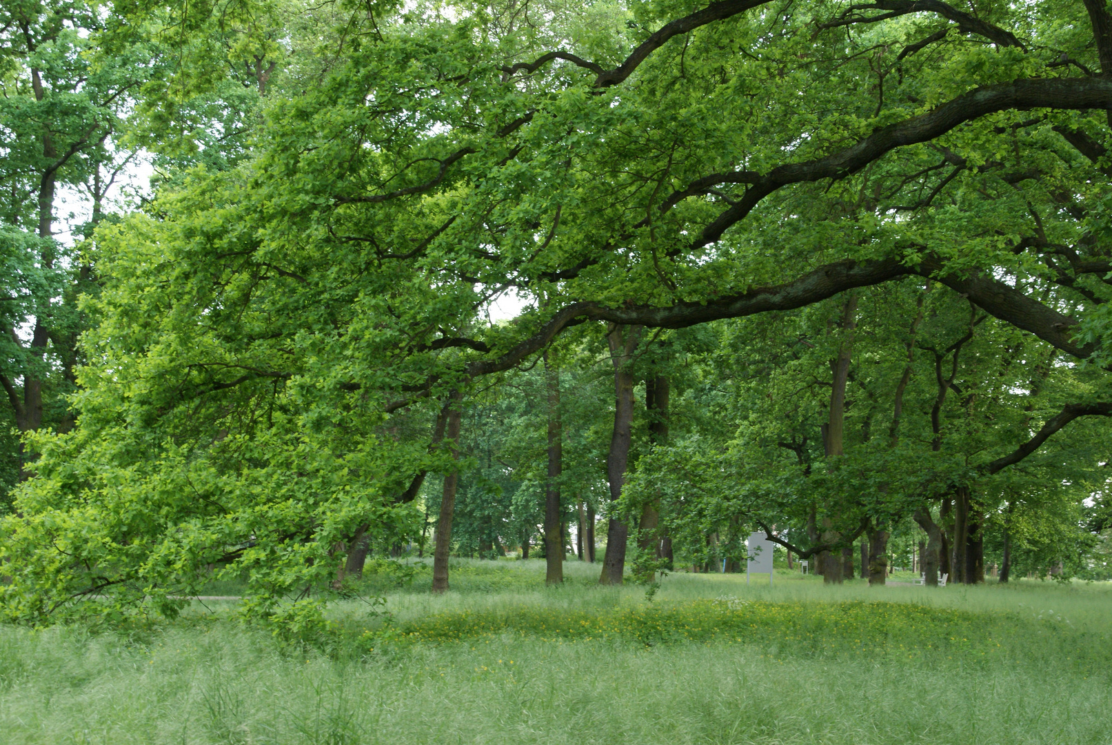 Grüner Wald