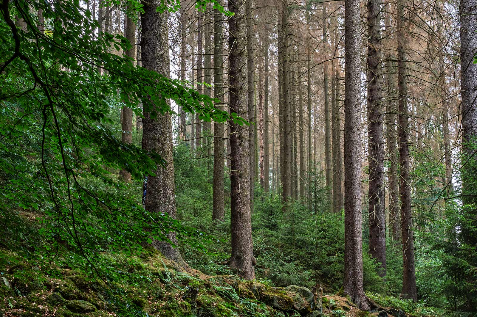 grüner wald