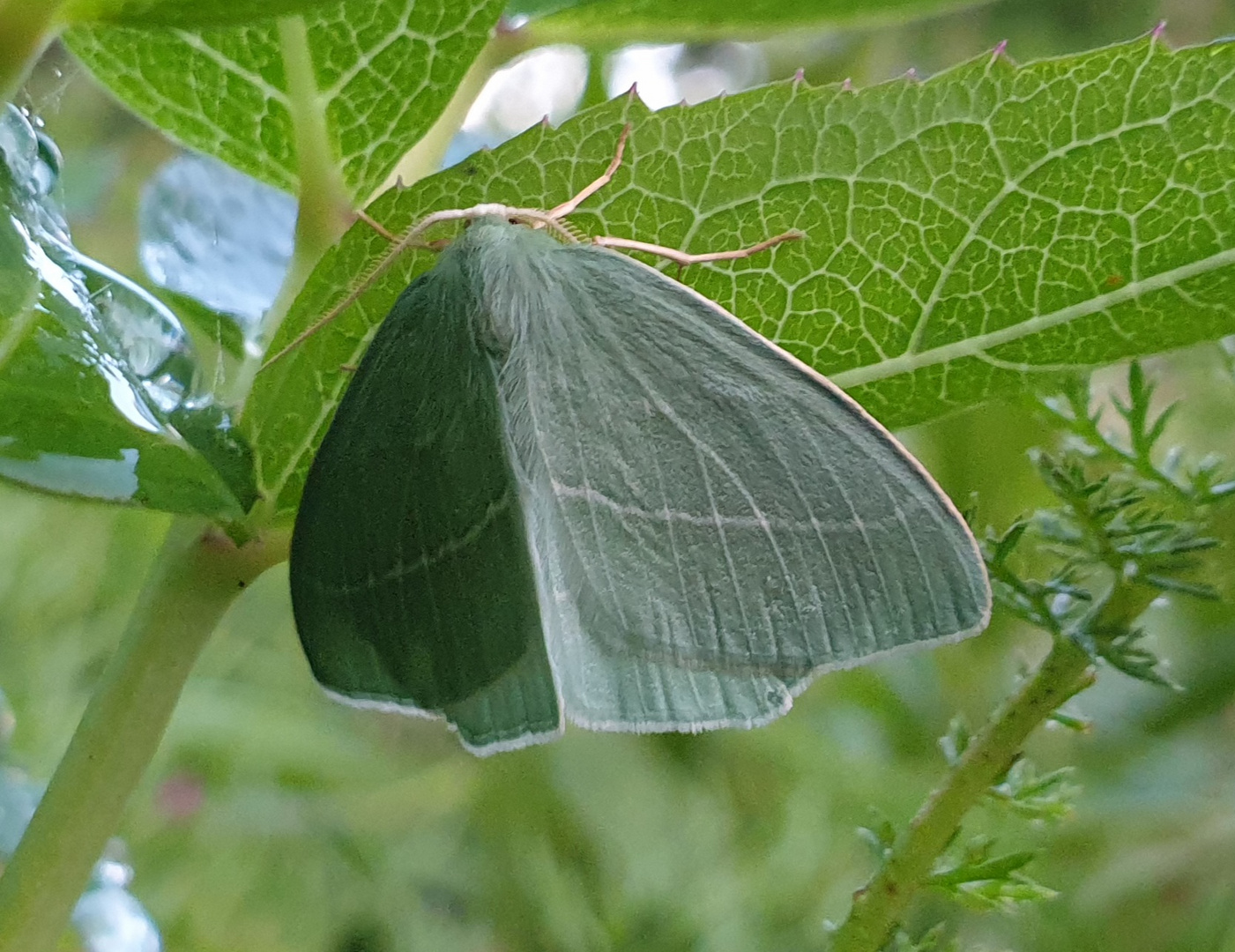 Grüner Waldrebenspanner 