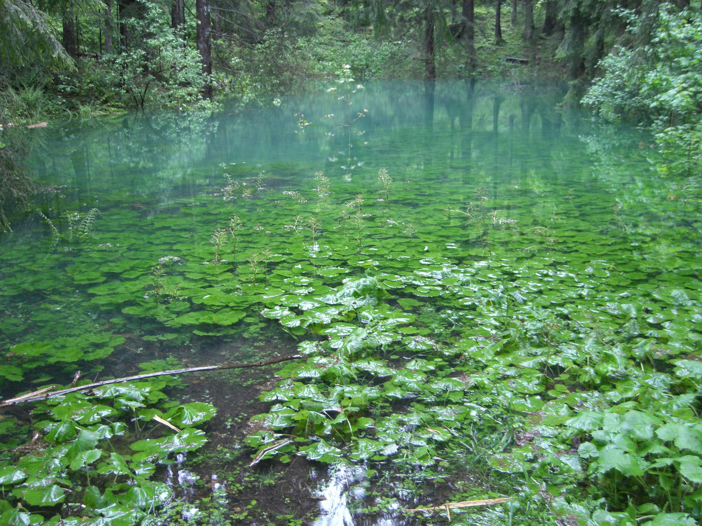 Grüner Waldsee nach Hochwasser