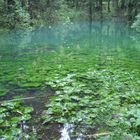 Grüner Waldsee nach Hochwasser