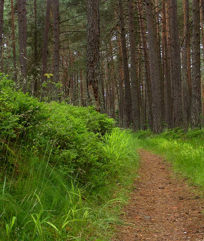 Grüner Waldweg