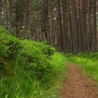 Grüner Waldweg