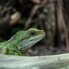 Grüner Wasserdrache