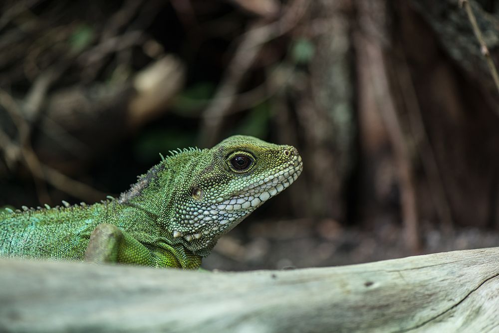 Grüner Wasserdrache