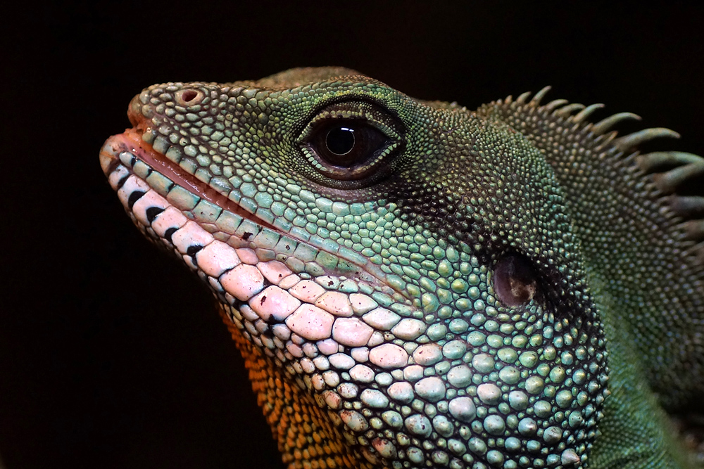 Grüner Wasserdrache