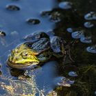 Grüner Wasserfrosch