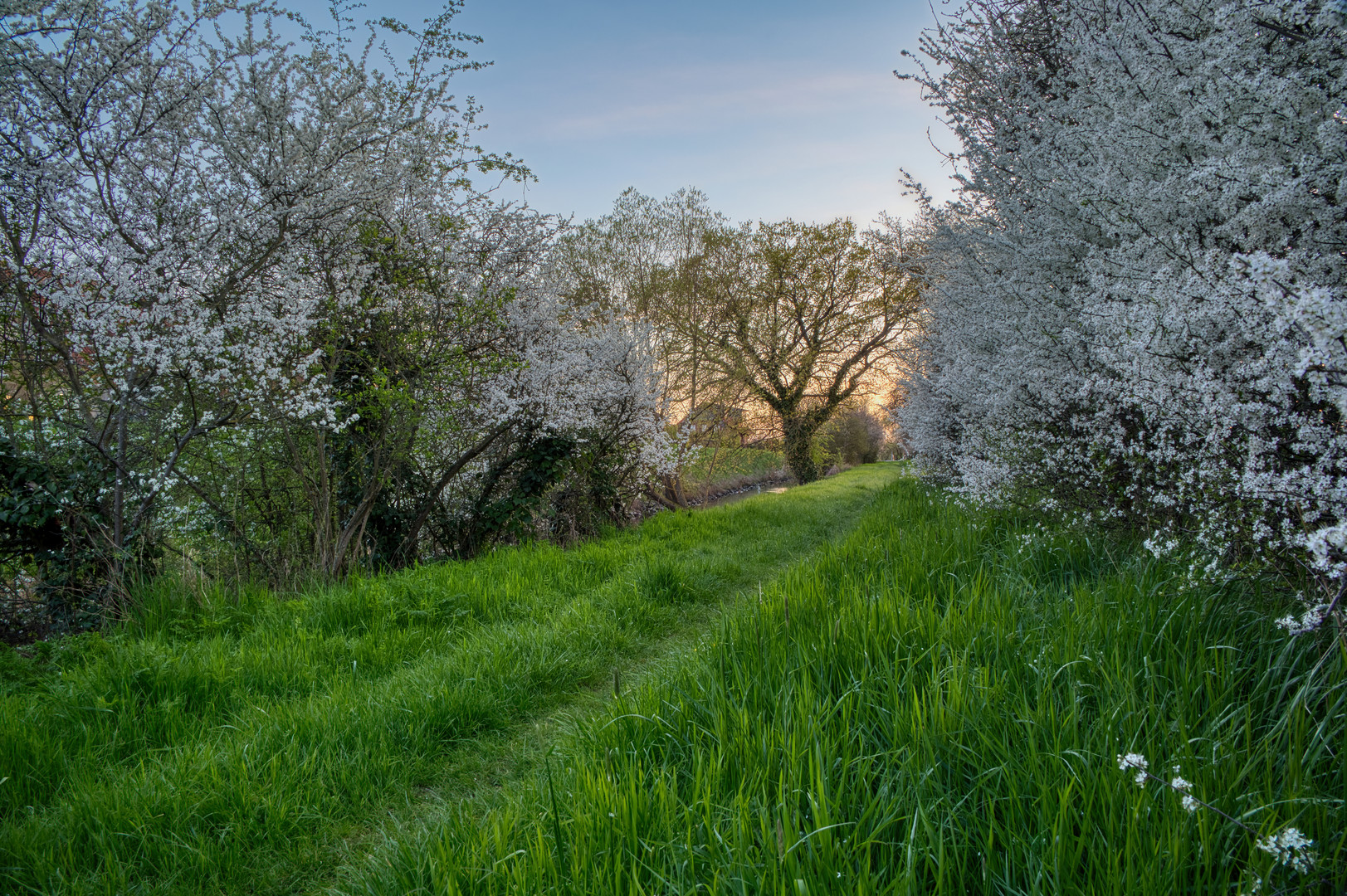 Grüner Weg des Blütenmeers