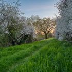 Grüner Weg des Blütenmeers