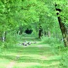 Grüner Weg mit Gänsen