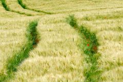 Grüner Weg mit rotem Punkt