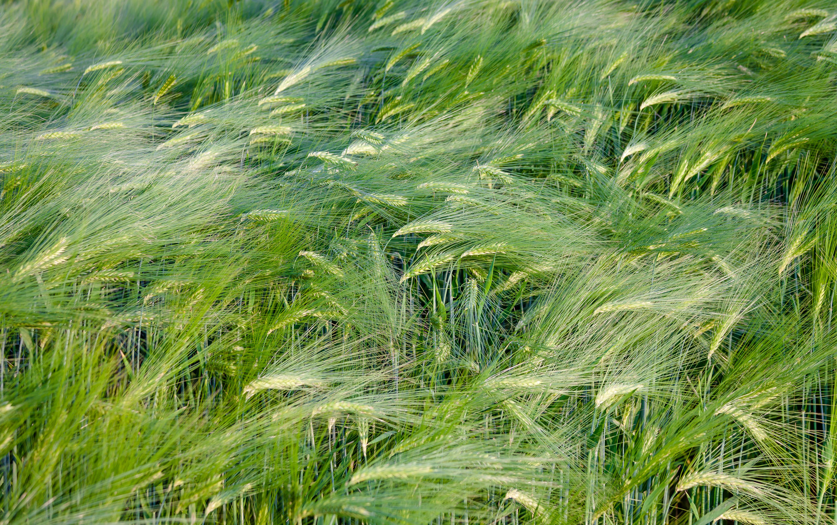 Grüner Weizen (green wheat)