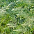 Grüner Weizen (green wheat)