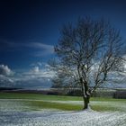 Grüner Winter