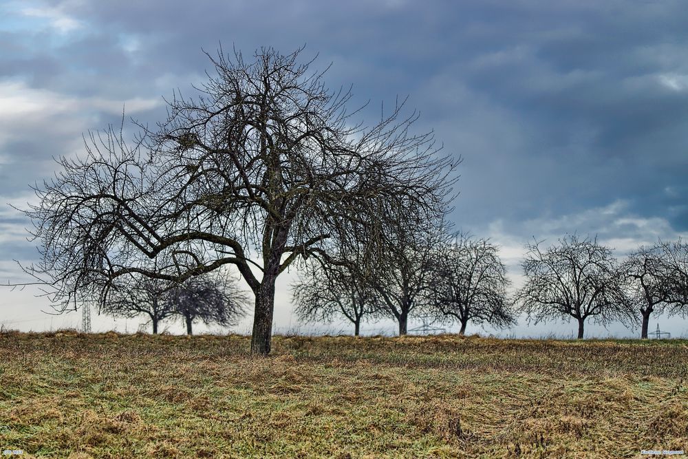 Grüner Winter