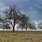 Grüner Winter