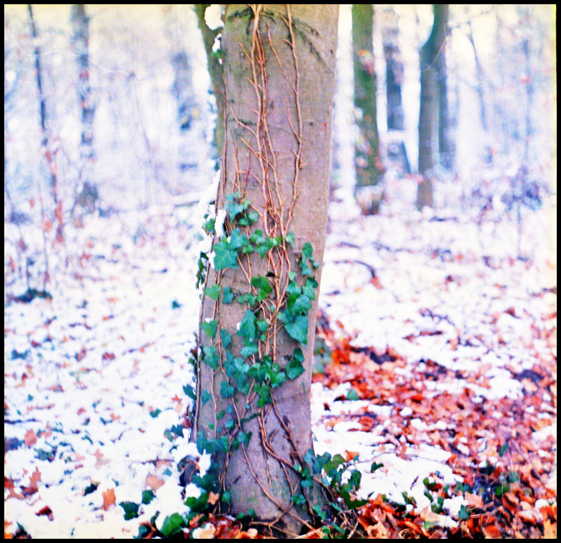 *grüner winter*