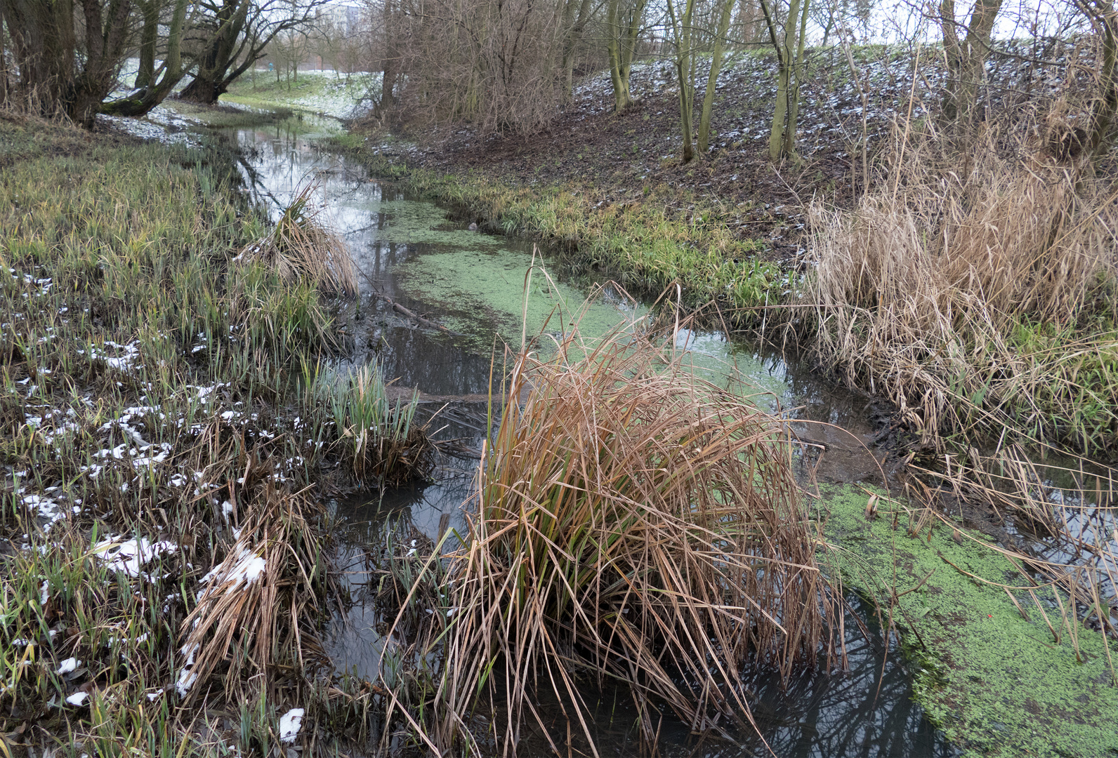 Grüner Winter