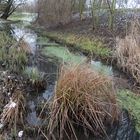 Grüner Winter