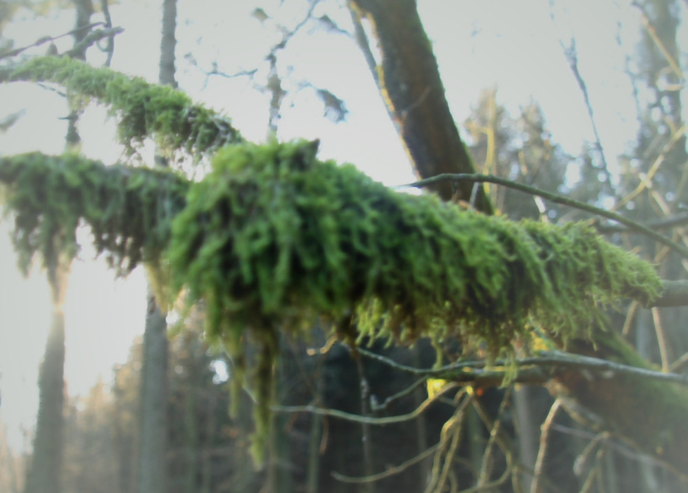 Grüner Winter