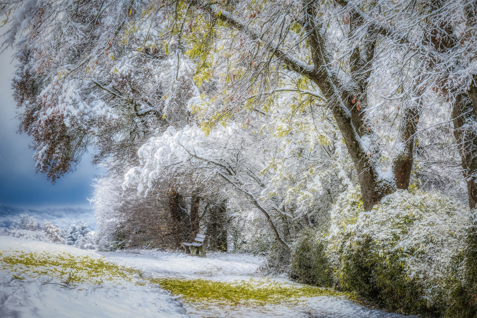 Grüner Winterschock - Evergreen -