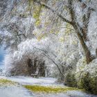 Grüner Winterschock - Evergreen -