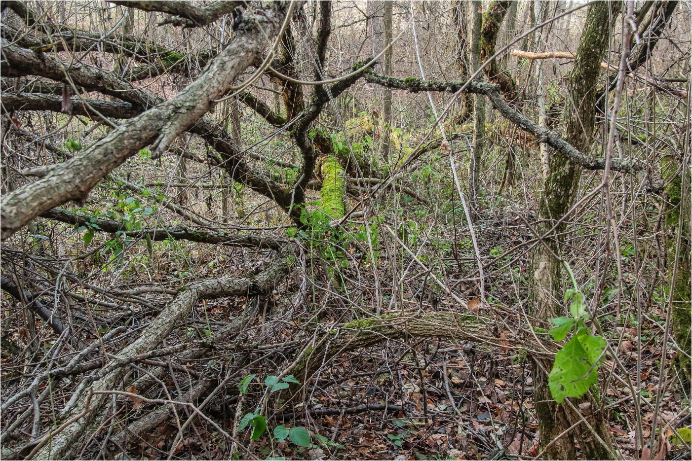 Grüner Winterwald