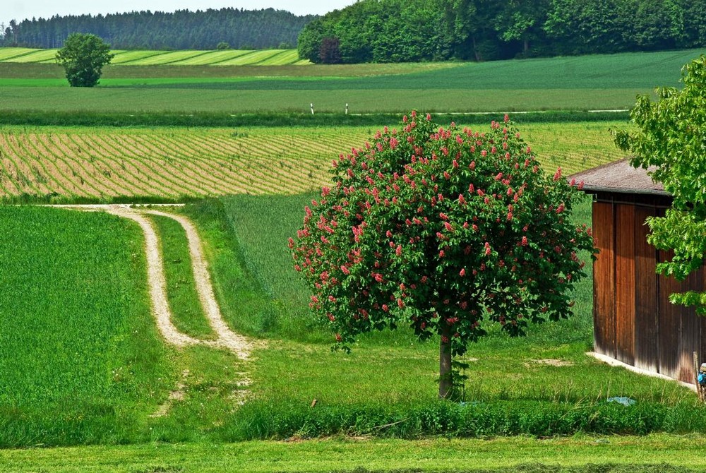 Grüner wird`s nicht