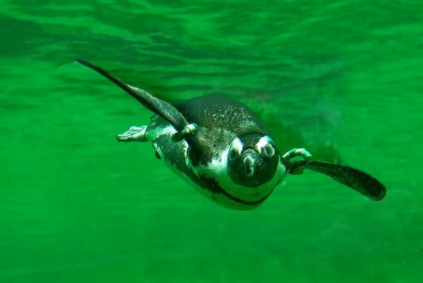 Grüner wird's nicht nicht!