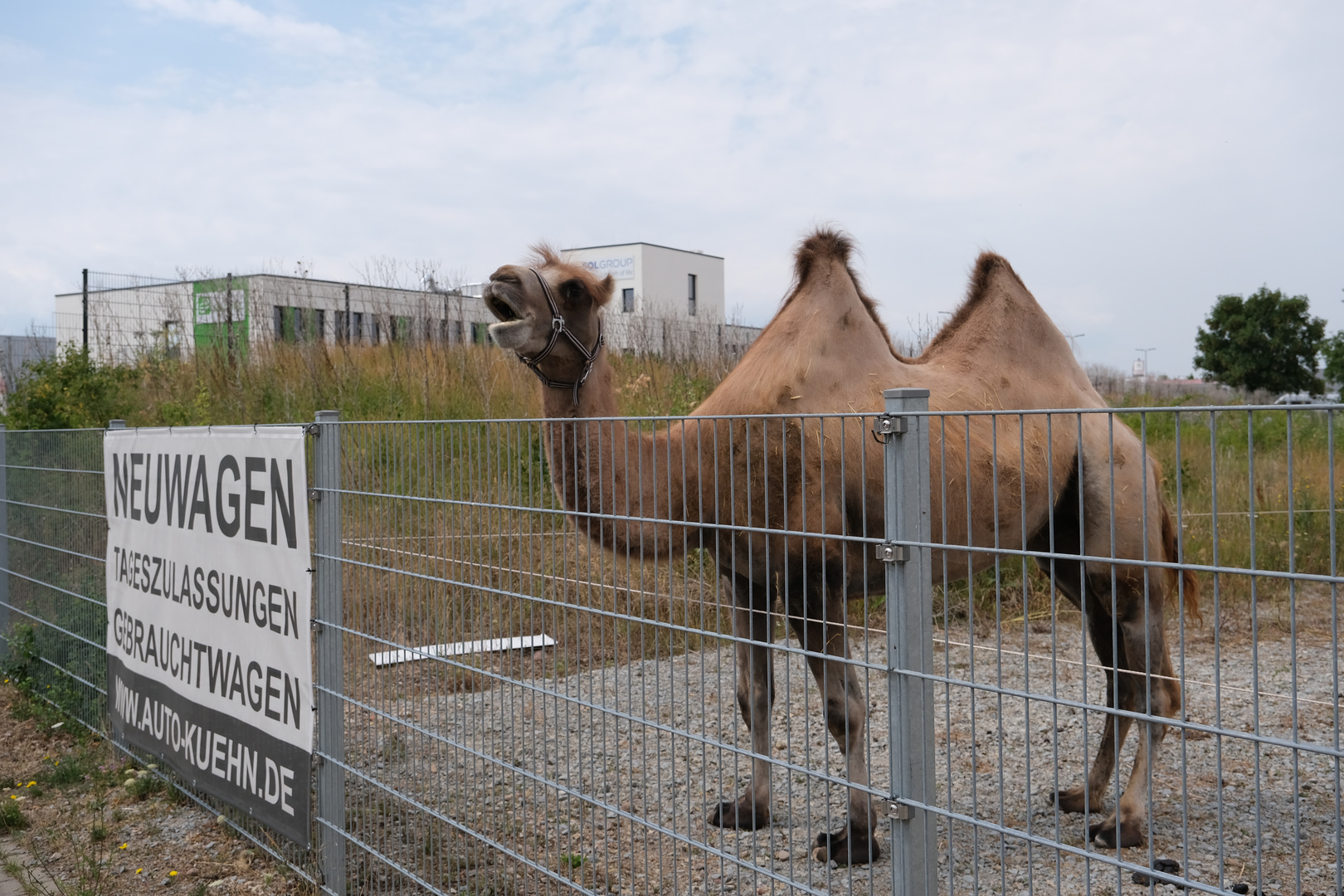 "Grüner Wunschtraum"...