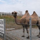 "Grüner Wunschtraum"...