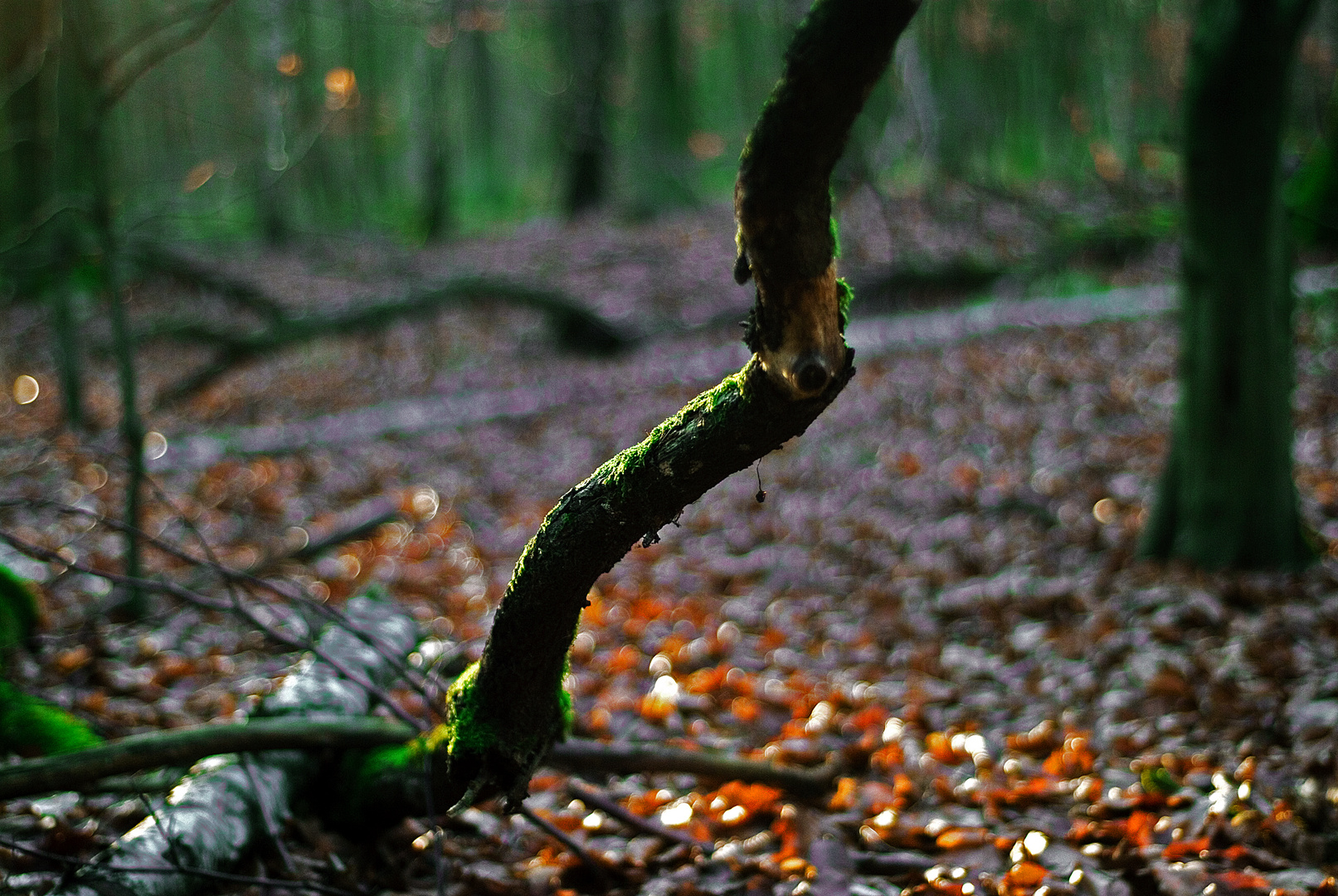 Grüner Zauber des Waldes