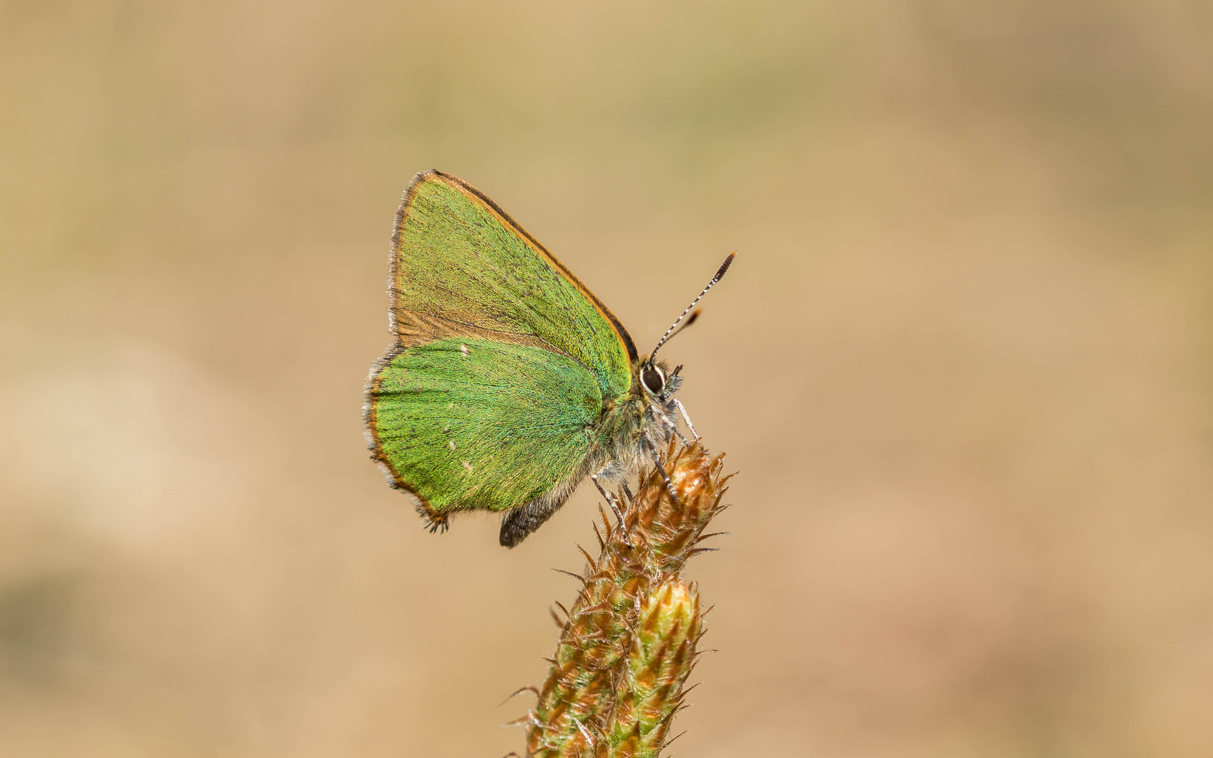 Grüner Zipfelfalter