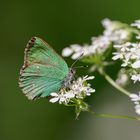 Grüner Zipfelfalter