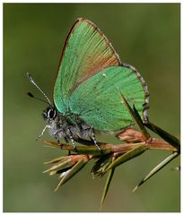 Grüner Zipfelfalter