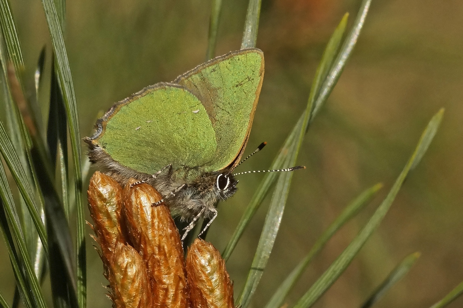 Grüner Zipfelfalter