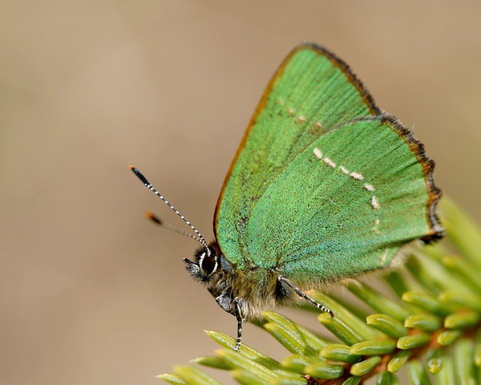 Grüner Zipfelfalter