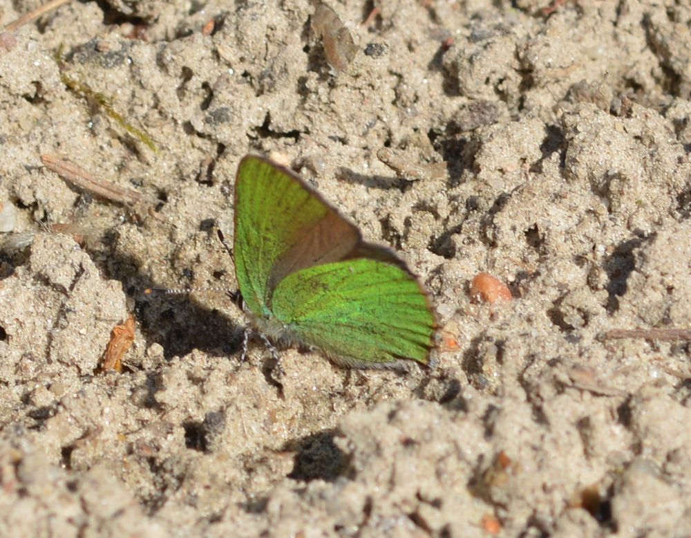 grüner zipfelfalter