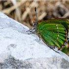 Grüner Zipfelfalter