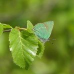 Grüner Zipfelfalter