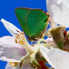 Grüner Zipfelfalter auch Brombeer-Zipfelfalter genannt