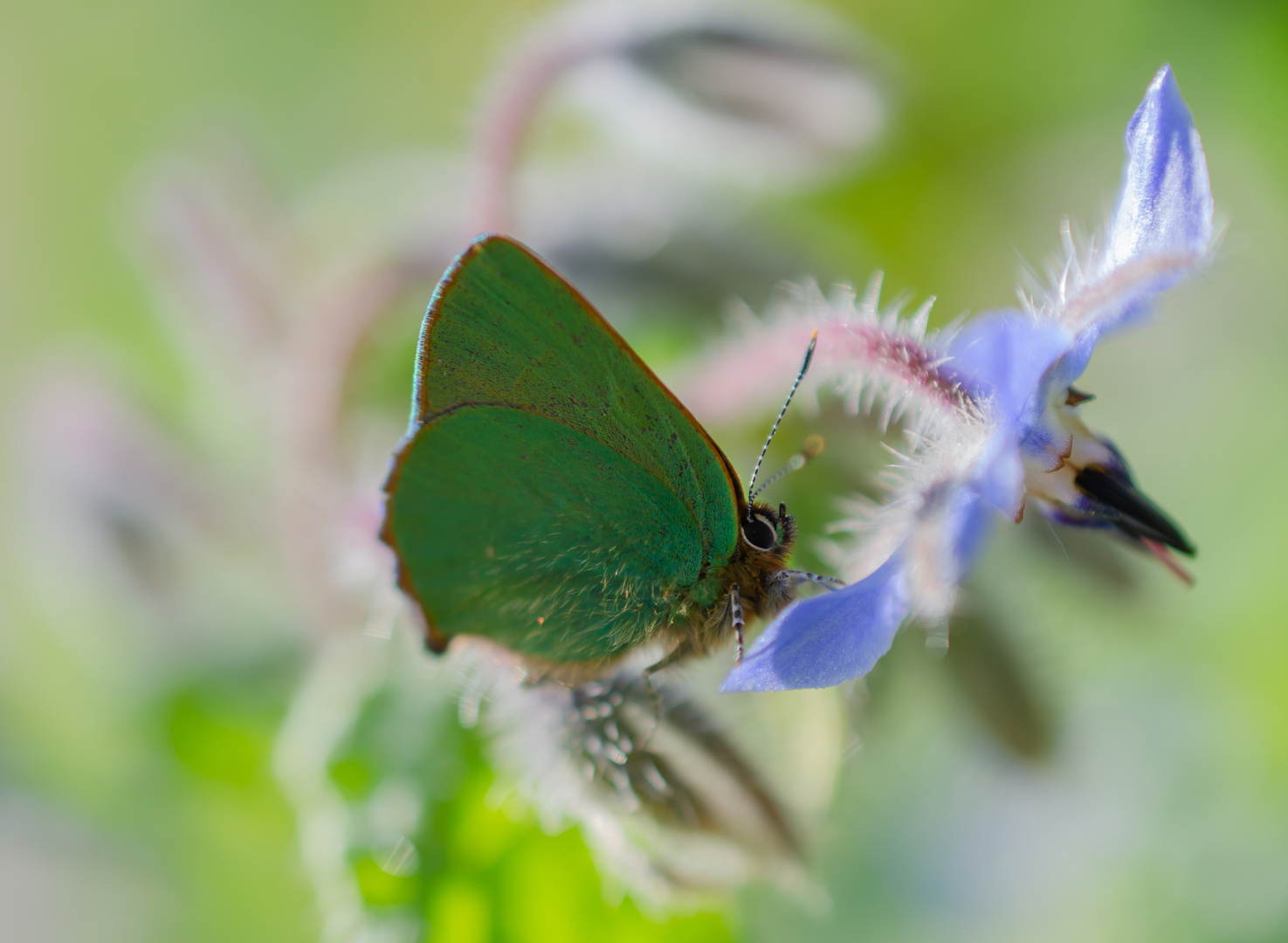 Grüner Zipfelfalter auf  einer Borretschblüte