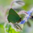 Grüner Zipfelfalter auf  einer Borretschblüte