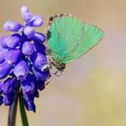 Grüner Zipfelfalter -  Brombeer-Zipfelfalter (Callophrys rubi)