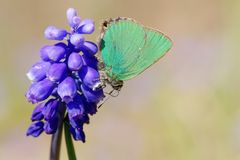 Grüner Zipfelfalter -  Brombeer-Zipfelfalter (Callophrys rubi)